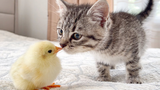 Cute Pet | When A Kitten Met A Baby Chick