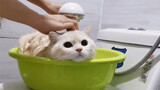 [Động vật]Tắm cho mèo con