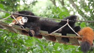 The Red Panda who slept very comfortably