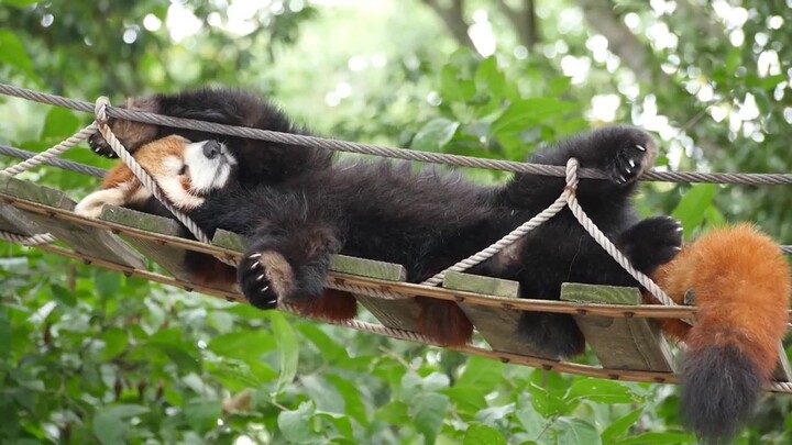 The Red Panda who slept very comfortably