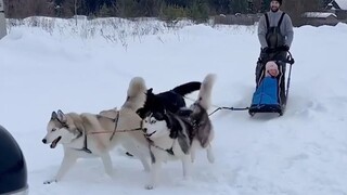 The sled dog's genes are out of control!