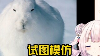 Bai Cai watches the Arctic hare stand up