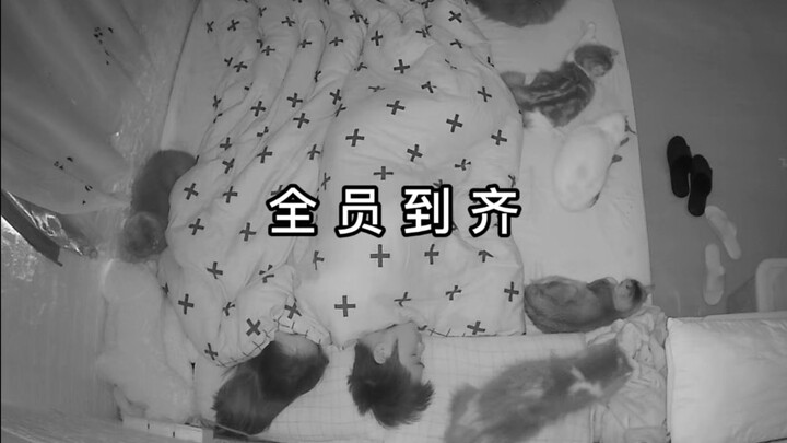 天一冷，小猫咪就自动上床集合了