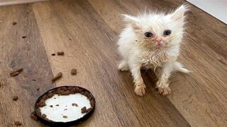 FUNNY CAT MEMES COMPILATION OF 2023 V13