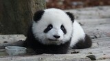 Super Cute Baby Panda Video
