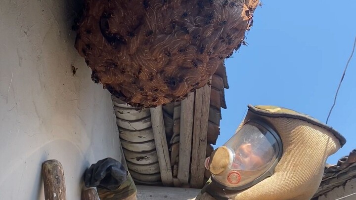 A giant hornet's nest was discovered in the ancient village. Ziwei brought his equipment to fight ag