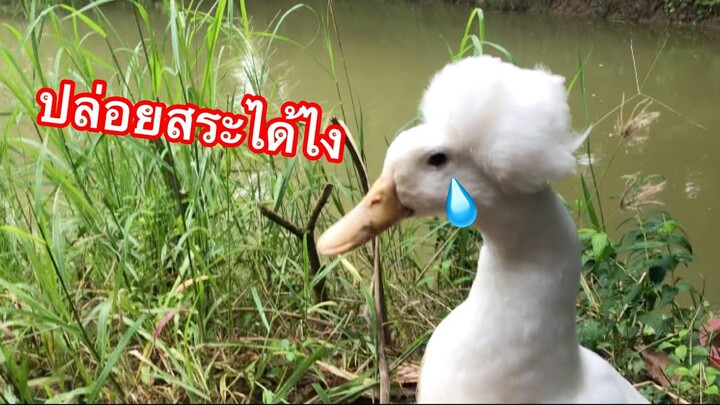 เอาไปปล่อยสระเลยไม่เลี้ยงแล้ว😂