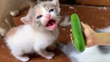 OMG So Cute Cats ♥ Best Funny Cat Videos 2021 #146