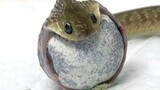 (คลิปสัตว์โลก) จำไม่ได้ว่ากลืนน้ำลายไปกี่ครั้ง โรคเบื่ออาหารที่เป็ฯมาหลายปีก็รักษาหายซะที(ตอนที่ 7) งูกินไข่