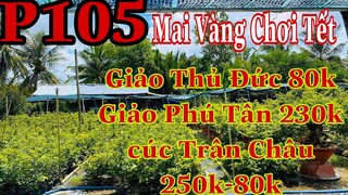 Mai vàng chơi tết p105 | 0909502080 C.Út | Mai Vàng Chơi Tết 250k-230k-90k-80k( 250k 2 cây bao ship)