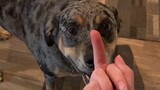 เมื่อคุณแสดงนิ้วกลางให้สุนัขของคุณดู ดูว่าพวกมันมีปฏิกิริยาอย่างไร