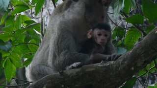 Very Worry Mama Jane Still Live On High Tree No Eat Some Food 01 Day Ago,Jane Must Get Food For Milk