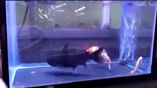 [Animals]A golden fish suddenly swallowed by a black fish