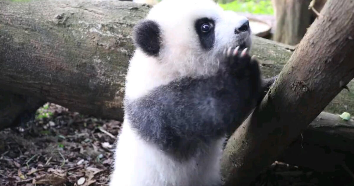 Pandas to int. Дайан Риз Pandas International.