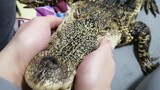 【Reptile Pet】A crocodile that bites human should be punished!