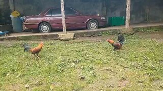lemon 84 vs gull