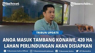 420 Hektare Lahan Perlindungan Satwa Anoa Disiapkan di Kawasan Tambang PT SCM Konawe Sultra