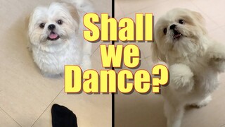 Teaching My Dog How To Dance Together | Cute & Funny Shih Tzu Dog Video