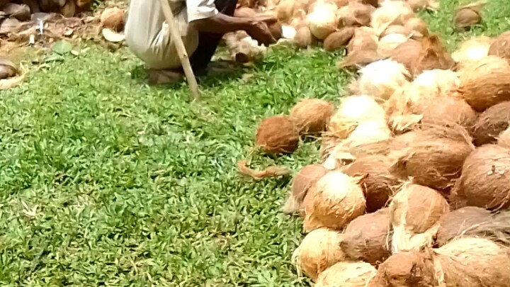 kelapa tua