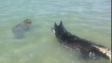 My dog plays with a seal