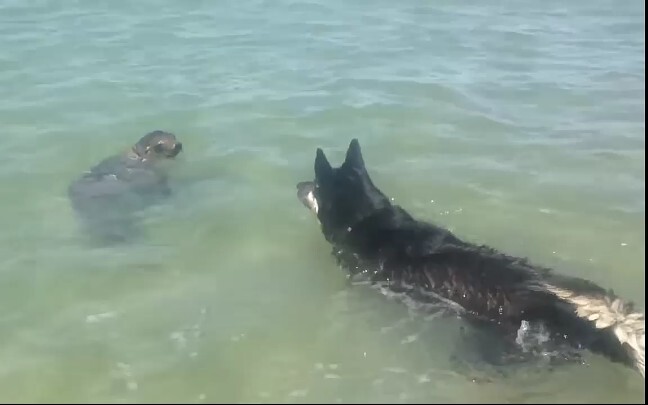 My dog plays with a seal