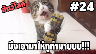 Ep.24 มึงเอาระเบิดมาให้กูทำไม เจ้ามนุษย์!! เอาคืนไป!! ( สัตว์โลกกวนตีน ) - [ พาก