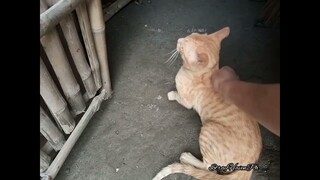 Letting Go Ginger Cat And  Grandma Calico