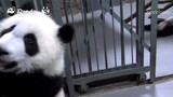 The Keeper Says Panda Ji Xiao May Bite People Unintentionally
