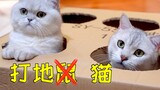 拿纸箱做了简易打地鼠机，猫咪玩的异常兴奋！