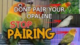 What Mutations of Lovebirds should not be paired with your Opaline.