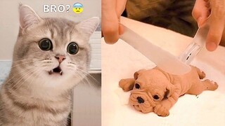 Funniest Animals - Best Of The 2021 Funny Animal Videos MEOW