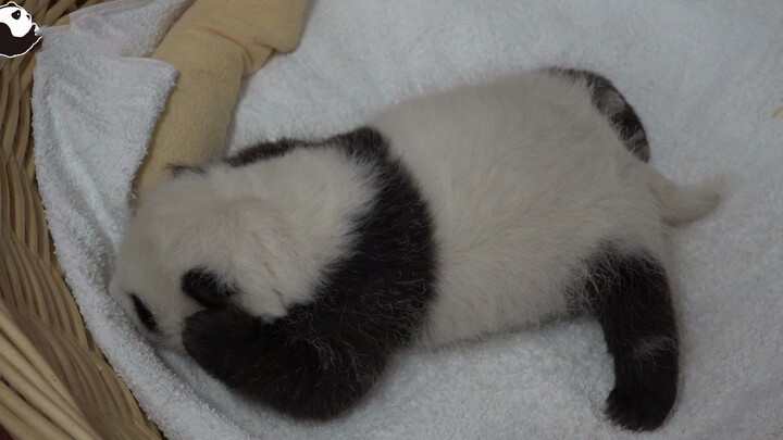 Cute Baby Panda In A Basket