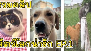 รวมคลิปสัตว์โลกน่ารัก Ep1 - Funny Animals Dogs and Cats Video Compilation EP1