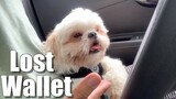 The Lost Wallet | Cute & Funny Shih Tzu Dog Video