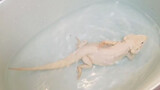【Pet Bath Vlog】 A Bearded Dragon Bathing by Itself 