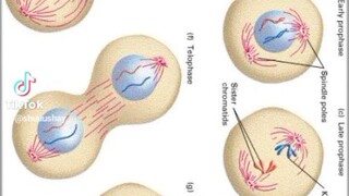 phases of cell division