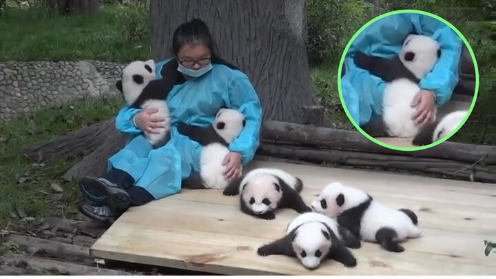 5 panda babies