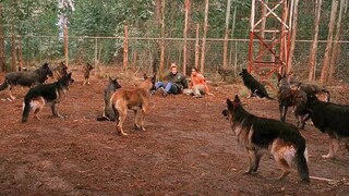 College Kids Find Themselves Fighting For Their Lives Against A Vicious Pack Of Mutated Dogs