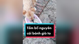 Tẩm bổ thế này có đc ko cả nhà ơi. Hihi. cunyeucuadua chó chócon chókhôn chócute