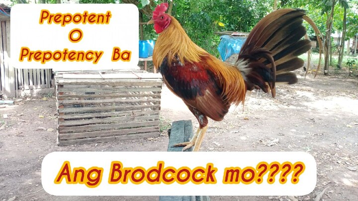 Prepotent o Prepotency Ba Ang Brodcock mo?