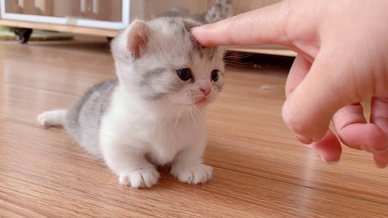 Funniest Cat Videos That Will Make You Laugh 31 Funny Cats And Dogs Videos Bilibili