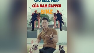 Chó Bull Pháp của Rapper BinZ có gì đặc biệt dcgr tuitienpet LearnOnTikTok education pet binz bullphap frenchbulldog