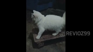 Kucing Lucu Part 53