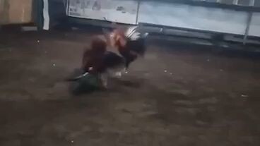 stag Boston vs sweater