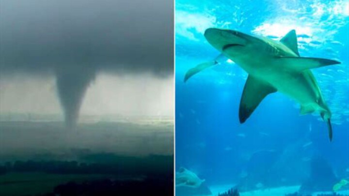 You won’t believe what happens when a Tornado meets a Killer sharks! Click to find out!” 😮