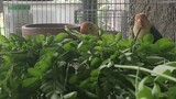 Love birds making their nest. Follow my channel for more lovebirds video. thank you.