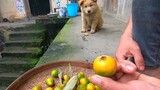 [Động vật]Chó kiến Trung Quốc của tôi thích ăn trái sơn trà