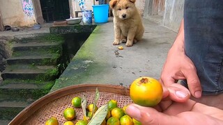 中华田园犬，这是一只喜欢吃枇杷的小奶狗，看来肥是有原因的