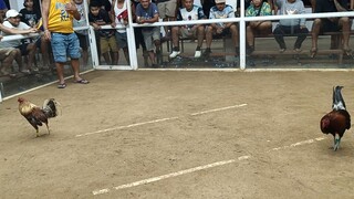 utas si buang