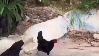 Chicken trap